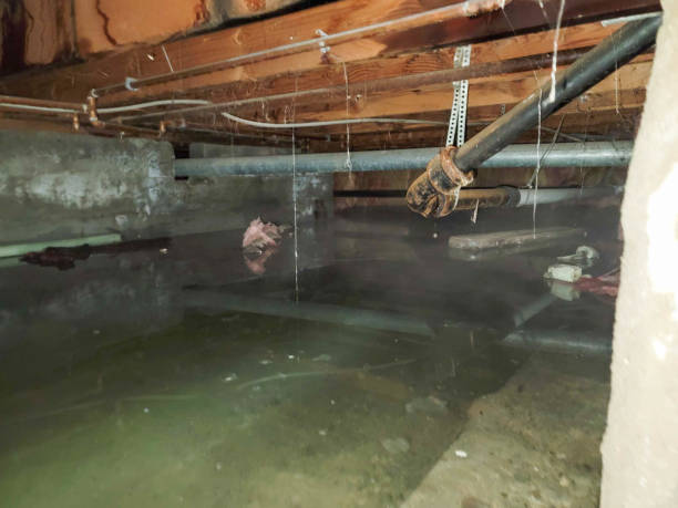 Best Local water damage restoration  in Winnebago, MN
