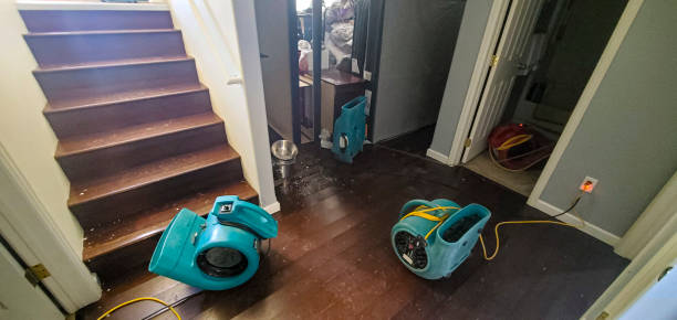 Best Mold removal after water damage  in Winnebago, MN
