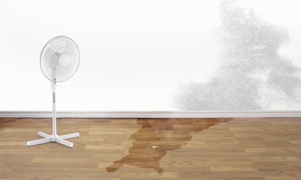 Best Water damage restoration mold remediation  in Winnebago, MN
