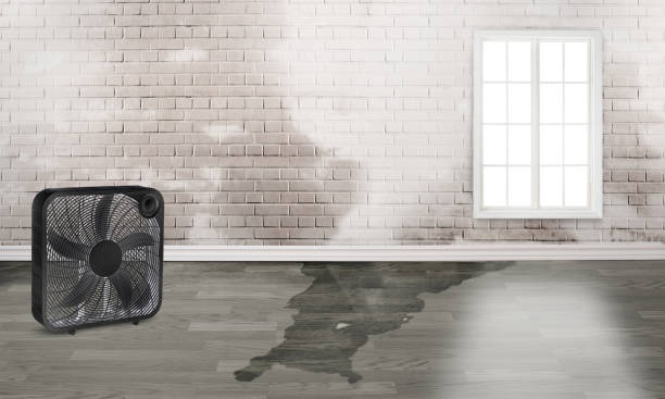 Best Professional water damage repair  in Winnebago, MN